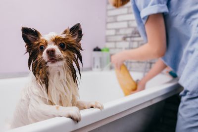 Pet Grooming and Pet Sitting Insurance in Panama City, FL by Hutt Insurance