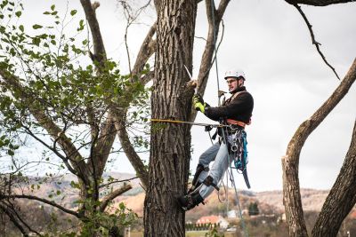 Tree Trimming Insurance in Panama City, FL by Hutt Insurance